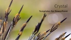  Presentation with newspaper headlines close up - PPT theme featuring close-up-of-orobinec-blooms background and a coral colored foreground