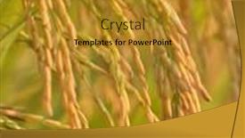  Presentation with rice paddy - Colorful presentation theme enhanced with close up of paddy rice backdrop and a gold colored foreground