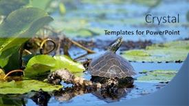  Presentation with southwestern - PPT theme featuring close up of painted turtles on point pelee conservation area a national park on southwestern ontario background and a light blue colored foreground