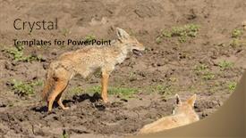  Presentation with scientific - Slide deck consisting of close-up-of-pair background and a coral colored foreground