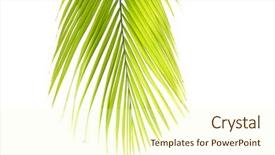  Presentation with palm leaves - Slides with close up of palm leaves background and a cream colored foreground