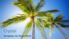  Presentation with sunny sky - Audience pleasing presentation design consisting of close-up-of-palm-trees backdrop and a light blue colored foreground