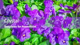  Presentation with pansy - Audience pleasing slides consisting of close up of pansy flowers backdrop and a purple colored foreground