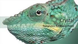  Presentation with pink panther - Beautiful PPT layouts featuring close-up of panther chameleon backdrop and a seafoam green colored foreground