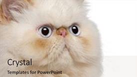  Presentation with persian - Presentation having close-up of persian kitten background and a mint green colored foreground