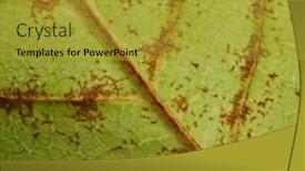  Presentation with insect - Amazing PPT theme having close-up-of-phyllium-bioculatum backdrop and a gold colored foreground