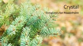  Presentation with pine - Colorful slides enhanced with close-up of pine branches backdrop and a yellow colored foreground
