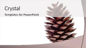  Presentation with pine cone - Cool new slides with close up of pine cone backdrop and a white colored foreground