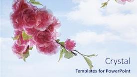  Presentation with cherry - Amazing PPT layouts having close-up-of-pink-cherry backdrop and a sky blue colored foreground