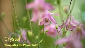  Presentation with pink - Presentation design consisting of close-up-of-pink-columbine background and a  colored foreground