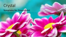  Presentation with pink flowers - Theme enhanced with close up of pink daisy background and a teal colored foreground