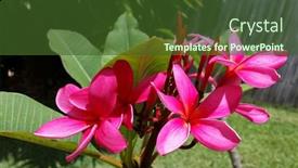  Presentation with frangipani flowers - Cool new PPT layouts with close-up-of-pink-frangipani backdrop and a tawny brown colored foreground