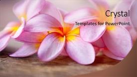  Presentation with pink gold glitter wedding anniversary - Theme consisting of close up of pink frangipani background and a lemonade colored foreground