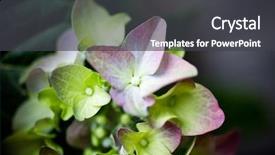  Presentation with hydrangea - PPT layouts with close up of pink hydrangea background and a dark gray colored foreground