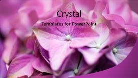  Presentation with hydrangea - Colorful slide deck enhanced with close up of pink hydrangea backdrop and a  colored foreground