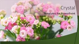  Presentation with pink - Slides enhanced with close-up-of-pink-kalanchoe background and a lemonade colored foreground