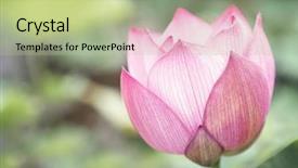  Presentation with pink lotus flower - Beautiful PPT theme featuring up of pink lotus flower backdrop and a mint green colored foreground
