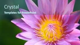  Presentation with pink lotus flower - PPT theme enhanced with close-up-of-pink-lotus background and a ocean colored foreground