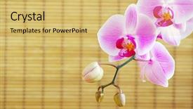  Presentation with orchids - Cool new slides with close up of pink orchids on rattan background backdrop and a yellow colored foreground