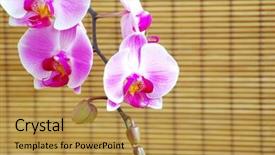  Presentation with orchids - Cool new presentation theme with close up of pink orchids on rattan background backdrop and a yellow colored foreground