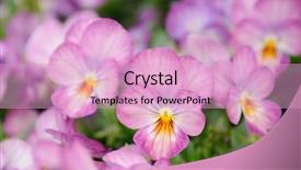  Presentation with pansy - Audience pleasing slides consisting of close up of pink pansy backdrop and a lemonade colored foreground