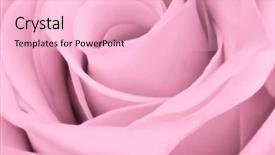  Presentation with pink rose petals - PPT layouts enhanced with close up of pink rose background and a lemonade colored foreground