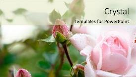  Presentation with bud - Cool new presentation theme with close-up of pink rose backdrop and a soft green colored foreground