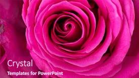  Presentation with rose flower - Amazing slide deck having close-up-of-pink-rose backdrop and a violet colored foreground