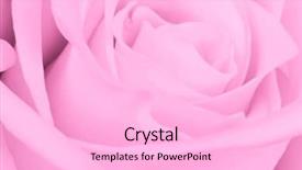 Presentation with pink rose petals - Colorful slide deck enhanced with close up of pink rose backdrop and a  colored foreground