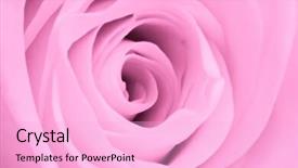  Presentation with pink rose petals - Amazing slide deck having close up of pink rose backdrop and a  colored foreground
