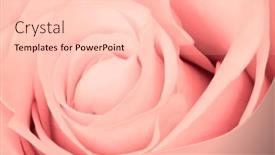  Presentation with pink rose petals - Presentation theme having close-up-of-pink-rose background and a  colored foreground