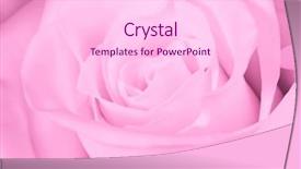  Presentation with pink rose petals - Audience pleasing presentation consisting of close up of pink rose backdrop and a pink colored foreground