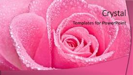  Presentation with tiger orchid close up petal - Theme consisting of close up of pink rose background and a coral colored foreground
