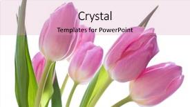  Presentation with tulip - PPT layouts consisting of close up of pink tulips background and a lemonade colored foreground