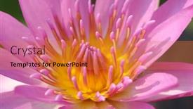  Presentation with water lily - Theme featuring close up of pink water lily background and a gold colored foreground