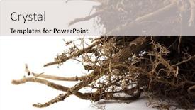  Presentation with tree root - PPT layouts consisting of close-up-of-plant background and a light gray colored foreground