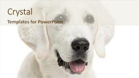  Presentation with sheepdog - PPT theme with close-up of polish tatra sheepdog against white background background and a lemonade colored foreground