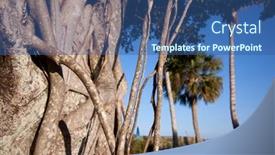  Presentation with banyan tree - Amazing theme having close-up-of-prop-roots backdrop and a ocean colored foreground