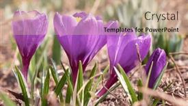  Presentation with purple crocus - Presentation having close-up-of-purple-crocus background and a coral colored foreground