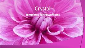  Presentation with dahlia - 