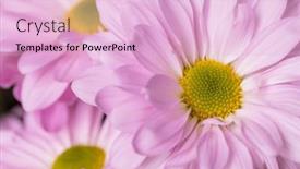  Presentation with daisy - Theme featuring close-up-of-purple-daisy background and a lemonade colored foreground