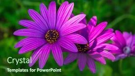  Presentation with daisy - Audience pleasing slide set consisting of close-up-of-purple-daisy backdrop and a forest green colored foreground