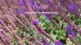  Presentation with purple flowers - Theme consisting of close-up-of-purple-sage background and a violet colored foreground
