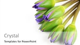  Presentation with water lily - Theme enhanced with close up of purple water lily head background and a white colored foreground