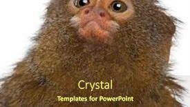  Presentation with monkey - Colorful PPT theme enhanced with close-up-of-pygmy-marmoset backdrop and a tawny brown colored foreground