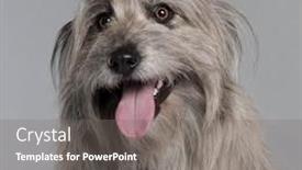  Presentation with old dog - Audience pleasing PPT theme consisting of close-up-of-pyrenean-shepherd backdrop and a gray colored foreground