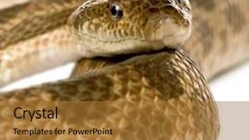  Presentation with rat - Audience pleasing PPT theme consisting of close-up of rat snake malpolon monspessulanus studio shot backdrop and a red colored foreground