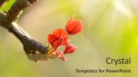  Presentation with bougainvillea - Beautiful PPT theme featuring close up of red bougainvillea backdrop and a  colored foreground