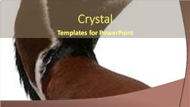  Presentation with red - Slide deck consisting of close-up-of-red-breasted background and a tawny brown colored foreground