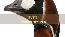  Presentation with red - Beautiful presentation theme featuring close-up-of-red-breasted backdrop and a tawny brown colored foreground